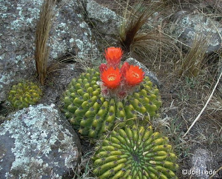 Lobivia bruchii (ex Soehrensia) v., Abra Tafi, Argentina